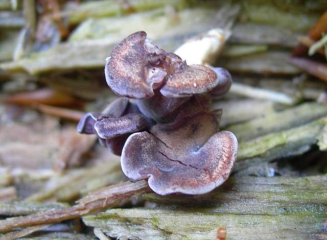 La Flora fungina negli aspetti microclimatici subtropicali